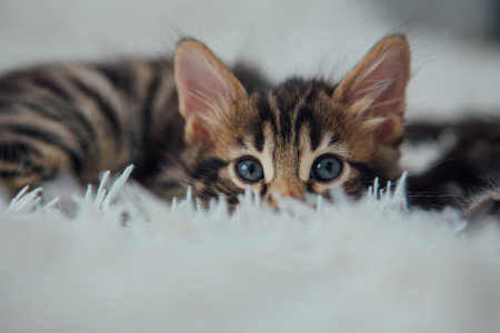 Cute bengal one month old kitten on the white fury blanket close-up.の写真素材