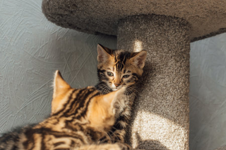 Young cute bengal kitten sitting on a soft cat's shelf of a cat's house indoors.の写真素材