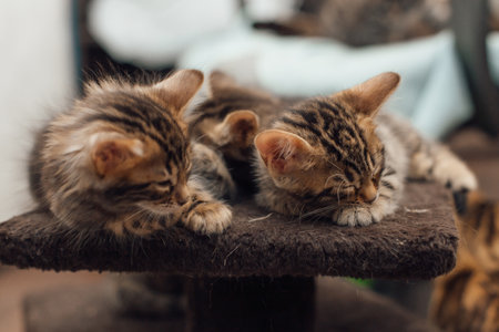 Two young cute bengal kittens laying on a soft cat's shelf of a cat's house indoors.の写真素材