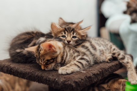 Three young cute bengal kittens laying on a soft cat's shelf of a cat's house indoors.の写真素材