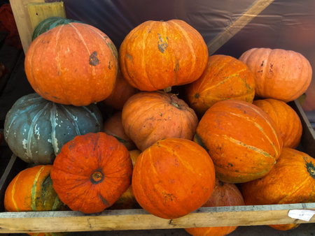 Colorful pumpkins collection on the marketの写真素材