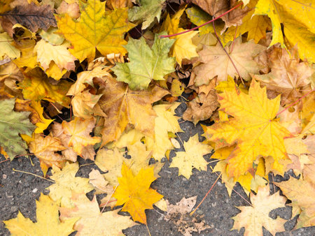 Background of yellow and green fallen maple leavesの写真素材