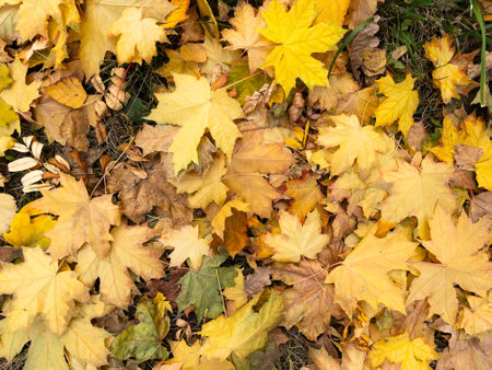 Background of yellow and green fallen maple leavesの写真素材