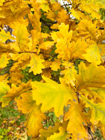 Background of yellow and green oak leaves on the treeの写真素材
