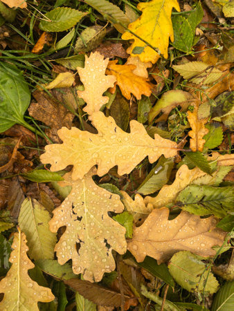 Background of yellow and green fallen oak leavesの写真素材