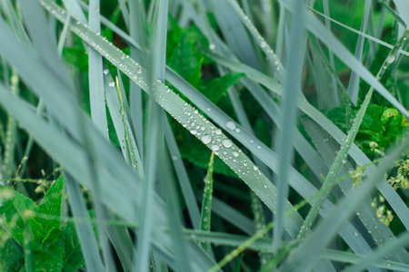 Tall green grass with dew drops on it. Juicy grass after rain. Summer background.の写真素材