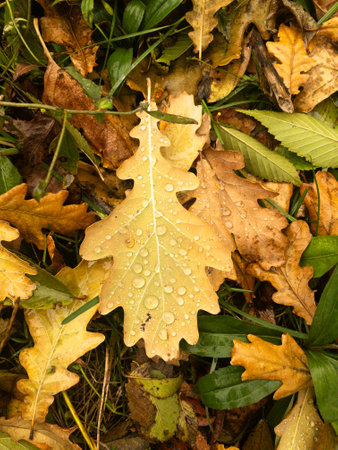 Background of fallen yellow, green and brown oak leaves with rain dropsの写真素材