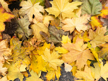 Background of fallen yellow, green and brown maple leaves