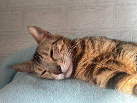 Young cute bengal cat laying on a soft blamket indoors.の写真素材