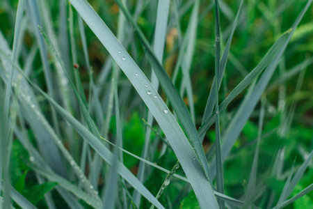 Tall green grass with dew drops on it. Juicy grass after rain. Summer background.の写真素材