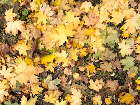 Background of fallen yellow, green and brown maple leavesの写真素材