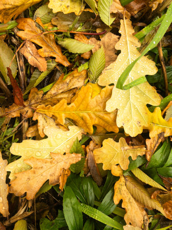 Background of fallen yellow, green and brown oak leaves with rain dropsの写真素材