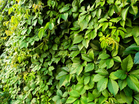 Green leaves background. Green fence.の写真素材
