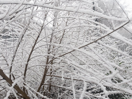 White snow on a bare tree branches on a frosty winter day, close up. Natural background. Selective botanical background.の写真素材