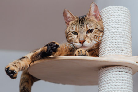 Young cute bengal cat laying on a soft cat's shelf of a cat's house indoors.の写真素材