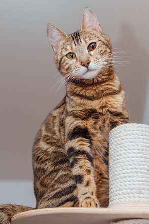 Young cute bengal cat sitting on a soft cat's shelf of a cat's house indoors.の写真素材
