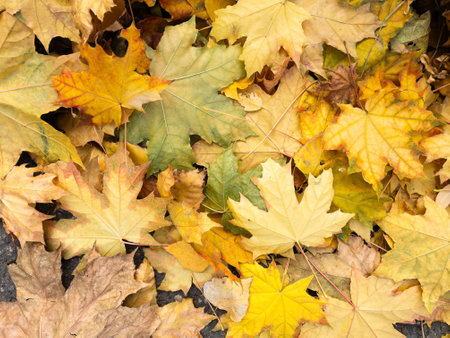 Background of fallen yellow, green and brown maple leavesの写真素材