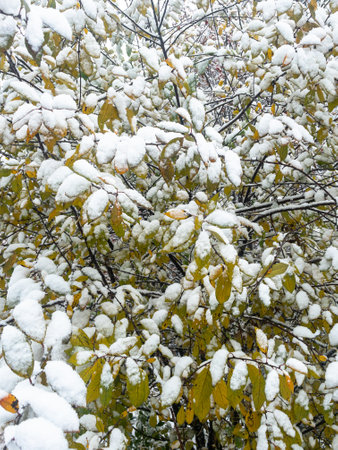 Leaves on the tree covered with snow. Close up snow covered leaves. Snowfall winter backgroundの写真素材