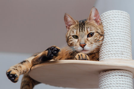 Young cute bengal cat laying on a soft cats shelf of a cats house.の写真素材