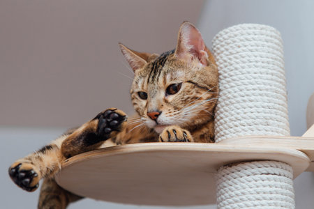 Young cute cat laying on a soft cat's shelf of a cat's house indoors.の写真素材