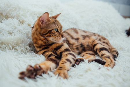 Bengal kitty cat laying on the white furry blanketの写真素材
