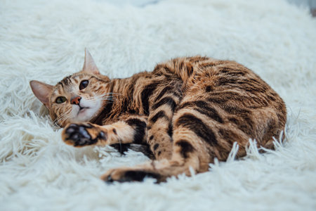 Bengal kitty cat laying on the white furry blanketの写真素材