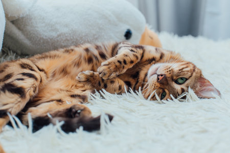 Bengal kitty cat laying on the white furry blanket on the backの写真素材