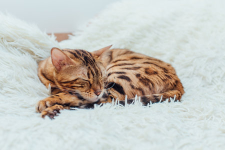 Bengal kitty cat laying on the white blanketの写真素材