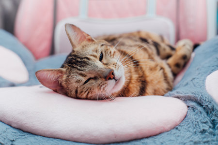 Close up little bengal kitty laying on the pink game armchairの写真素材
