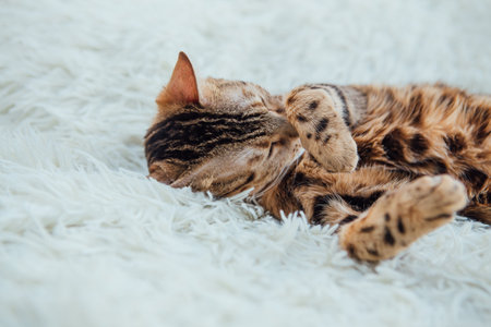 Bengal kitty cat laying on the white blanket