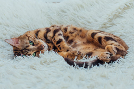 Bengal kitty cat laying on the white fury blanket indoorsの写真素材