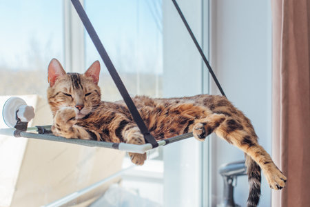 Cute little bengal kitty cat laying on the window bed watching on the room. Sunny seat for cat on the window.の写真素材