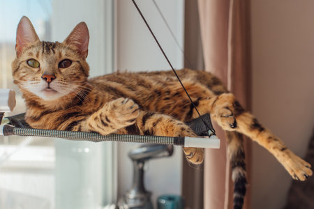 Cute little bengal kitty cat laying on the cat's window bed watching on the room. Sunny seat for cat on the window.の写真素材