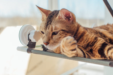 Cute little bengal kitty cat laying on the cat's window bed watching on the room. Sunny seat for cat on the window.の写真素材