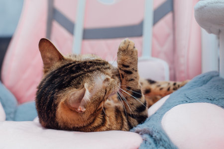 Close up little bengal kitty laying the pink game armchair at home.の写真素材