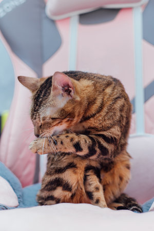 Close up little bengal kitty sitting the pink game armchair at home. washing and cleaning itself.