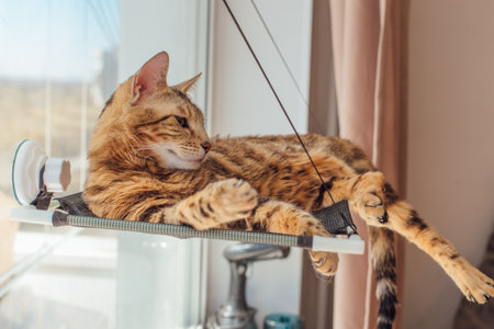 Cute little bengal kitty cat laying on the cat's window bed watching on the room. Sunny seat for cat on the window.の写真素材