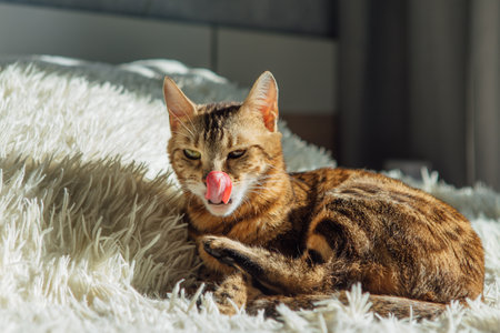 Bengal kitty cat laying on the white fury blanket indoorsの写真素材