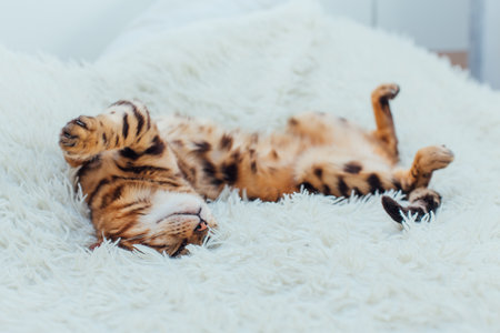 Bengal kitty cat laying on the white fury blanketの写真素材