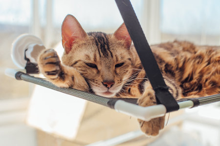 Cute little bengal kitty cat laying on the cats window bed watching on the room.の写真素材