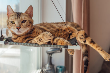 Cute little bengal kitty cat laying on the cats window bed watching on the room.の写真素材