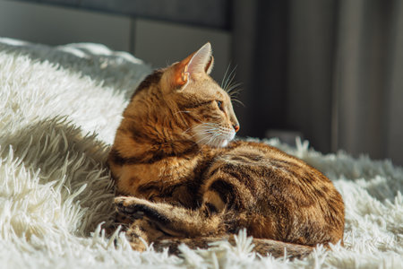 Bengal kitty cat laying on the white fury blanketの写真素材