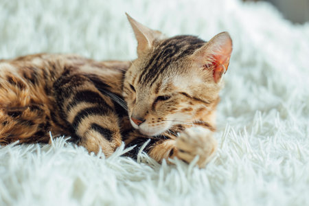 Bengal kitty cat laying on the white fury blanketの写真素材