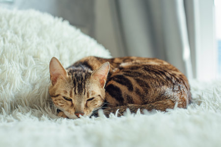 Bengal kitty cat laying on the white fury blanketの写真素材