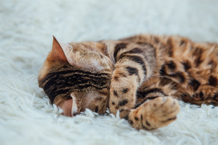 Bengal kitty cat laying on the white fury blanketの写真素材