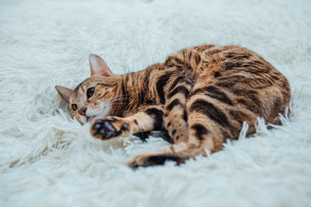 Bengal kitty cat laying on the white fury blanketの写真素材