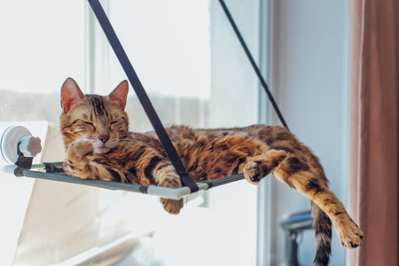 Cute little bengal kitty cat laying on the cats window bed watching on the room.の写真素材