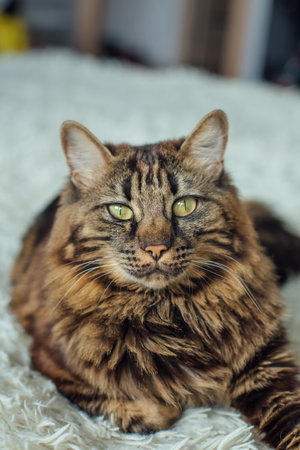 Young cute longhair bengal cat laying on the white blanket.の写真素材