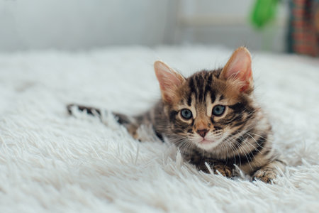 Little bengal kitten on the white fury blanketの写真素材