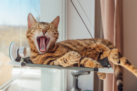 Cute little bengal kitty cat laying on the cats window bed yawningの写真素材